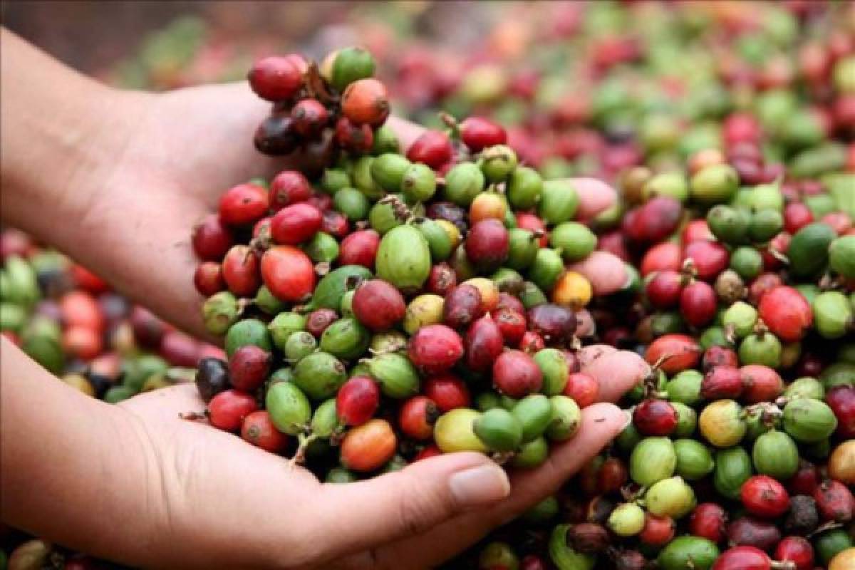 Honduras: Crece la exportación de café hacia EE UU, México y Canadá