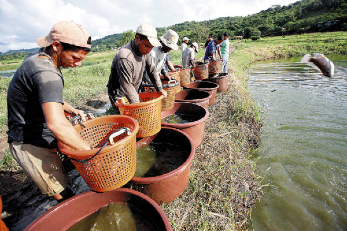 Tilapia, el inmigrante que lleva 58 años alimentando a Honduras