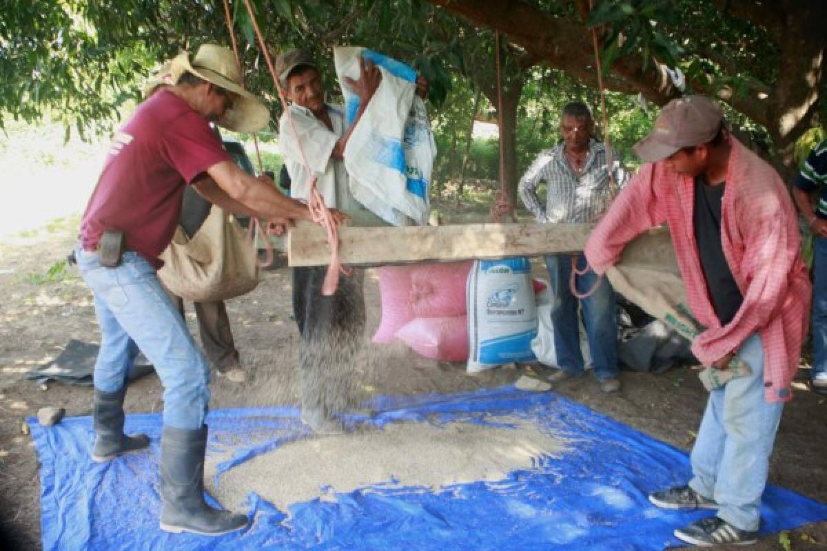 En la zona sur producen ajonjolí para surtir a Japón