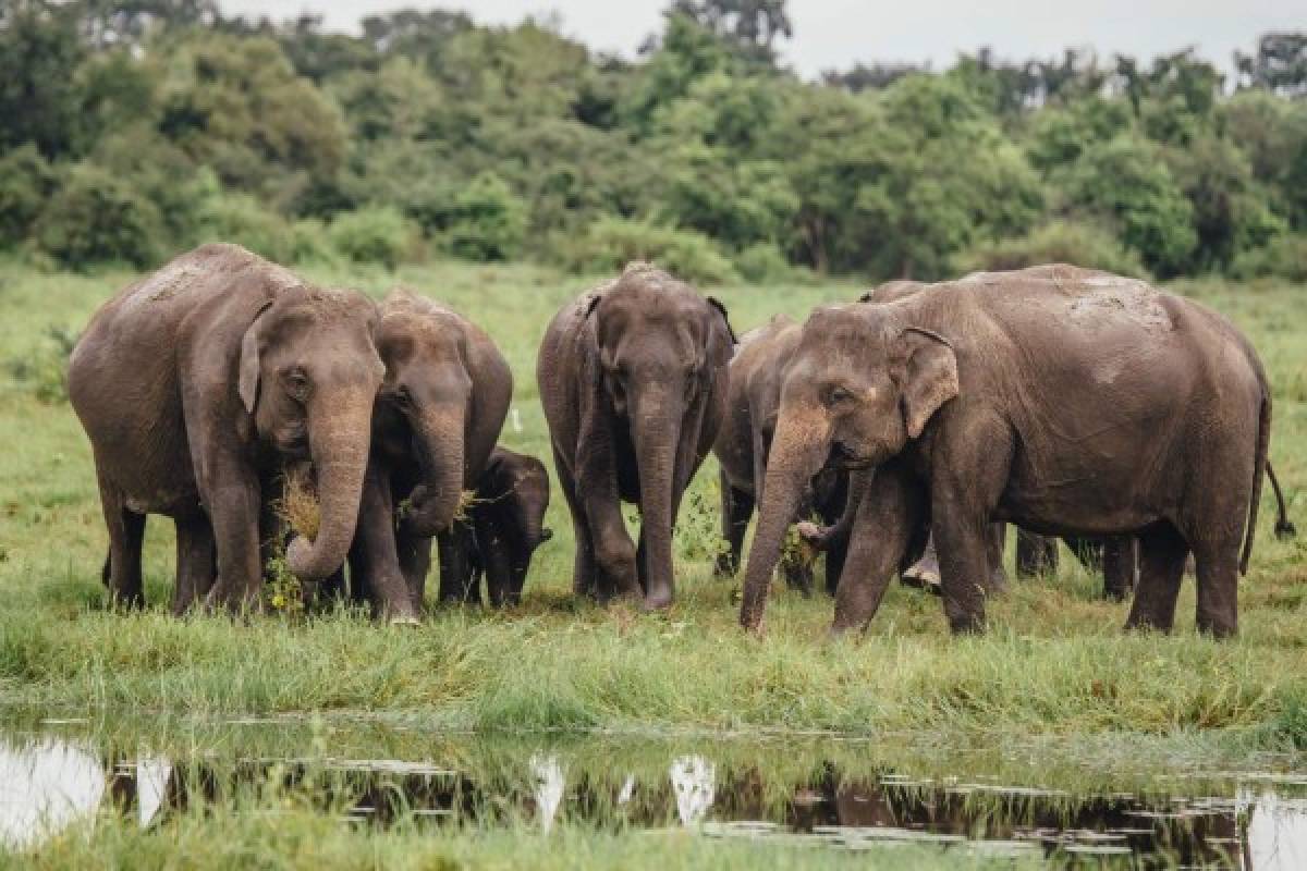 Famoso cazador sudafricano muere tras ser aplastado por un elefante