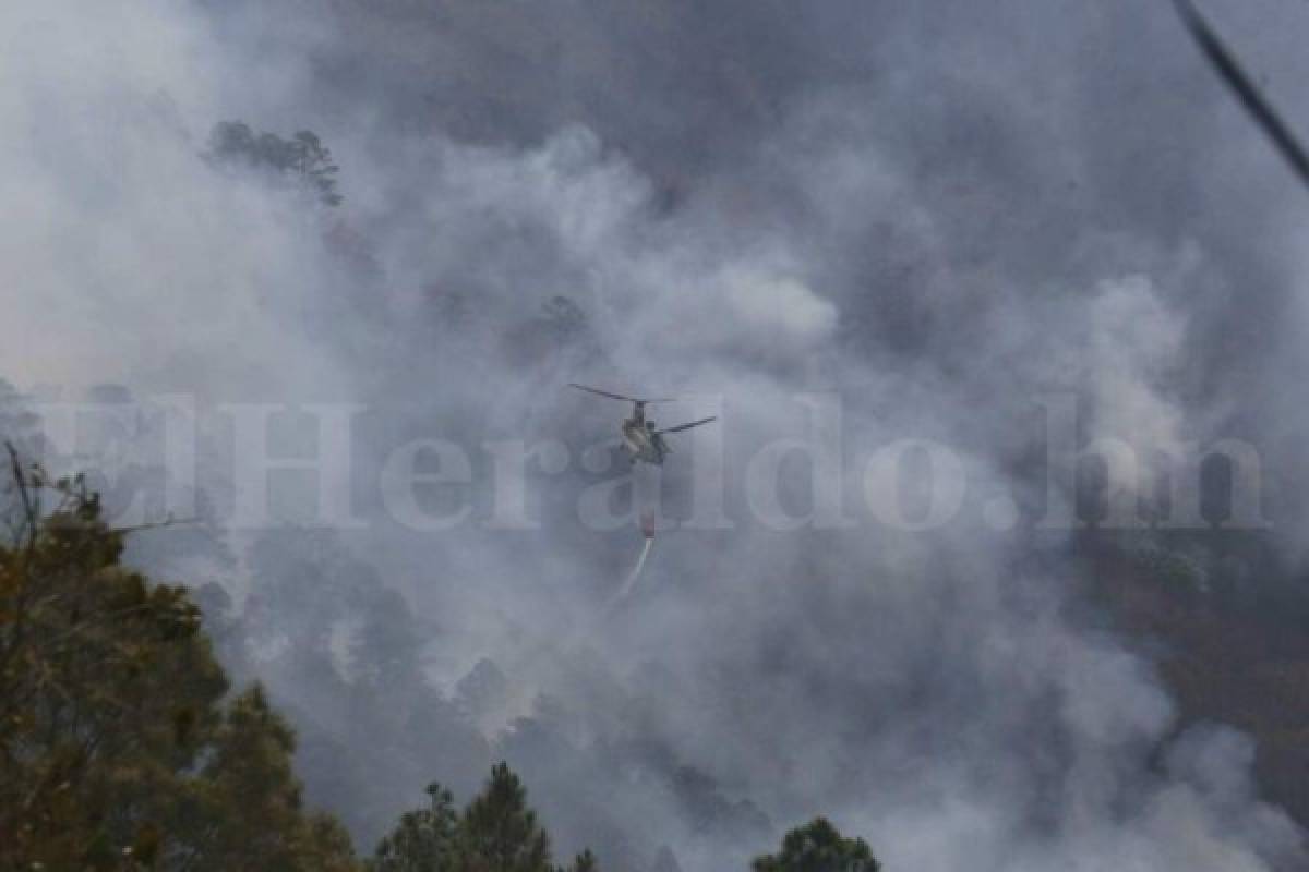 Entre incendios y plaga de gorgojo Honduras celebra el Día del Árbol