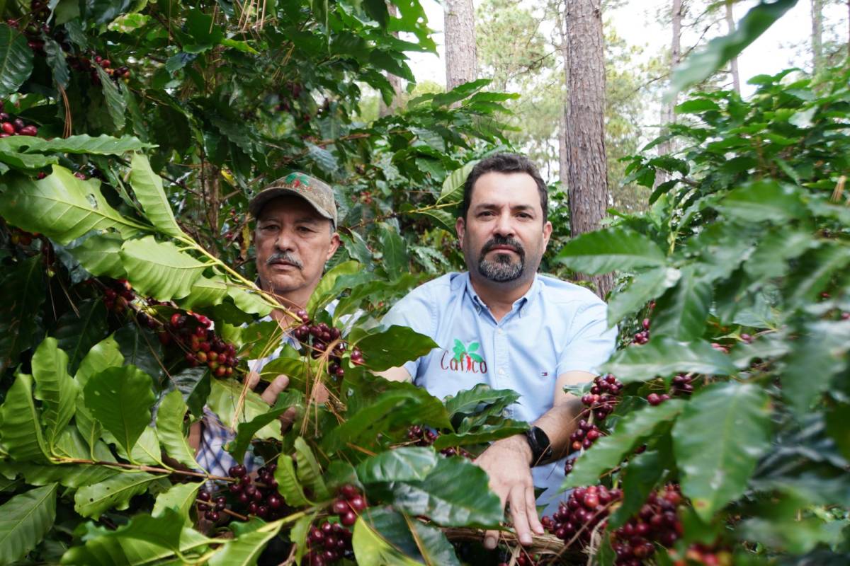 <i>Productores locales en Corquín observan las nuevas variedades de café que prometen mejorar la productividad y resistencia a las plagas.</i>