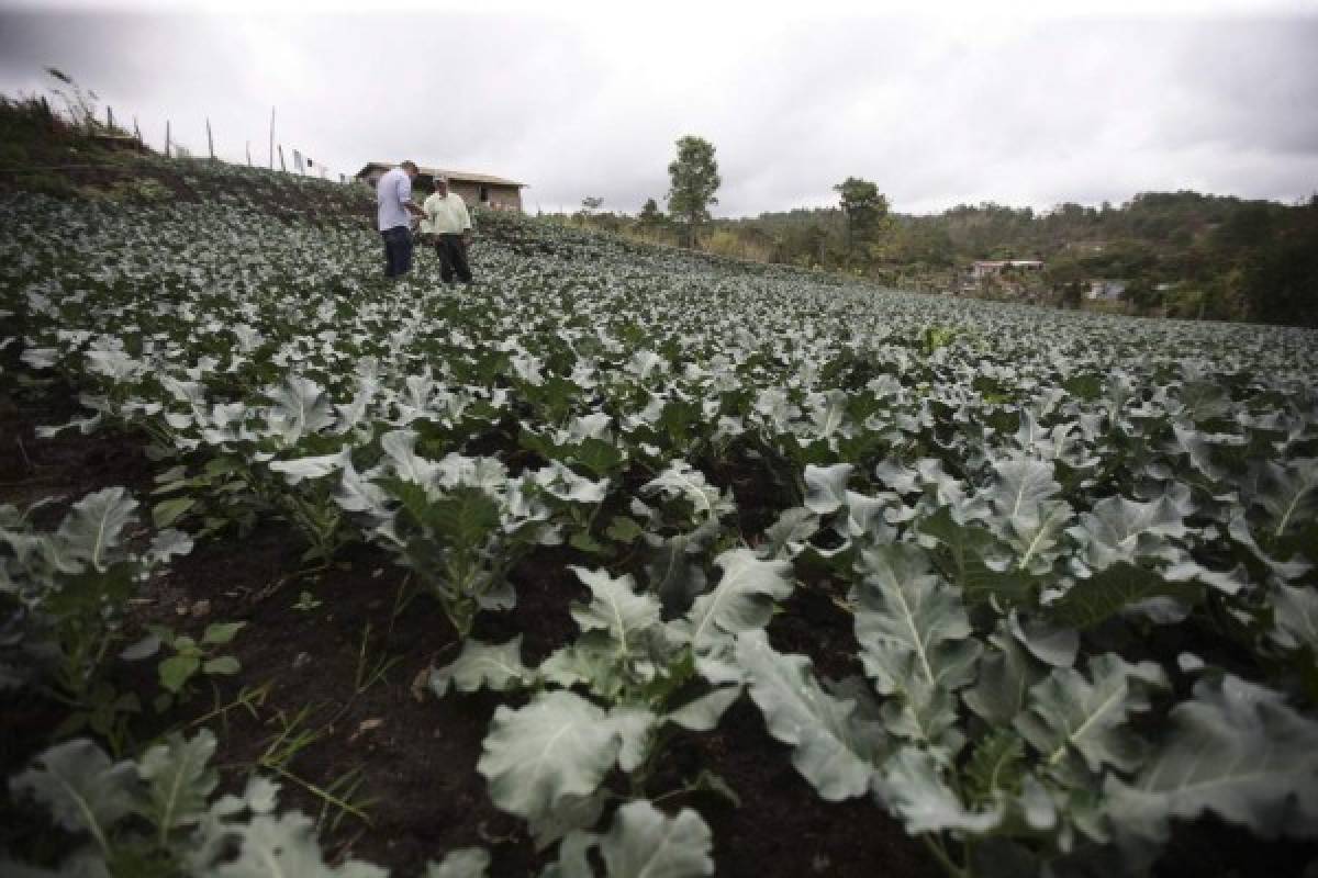 Al menos 50% de la producción se perdió por falta de lluvias en Lepaterique