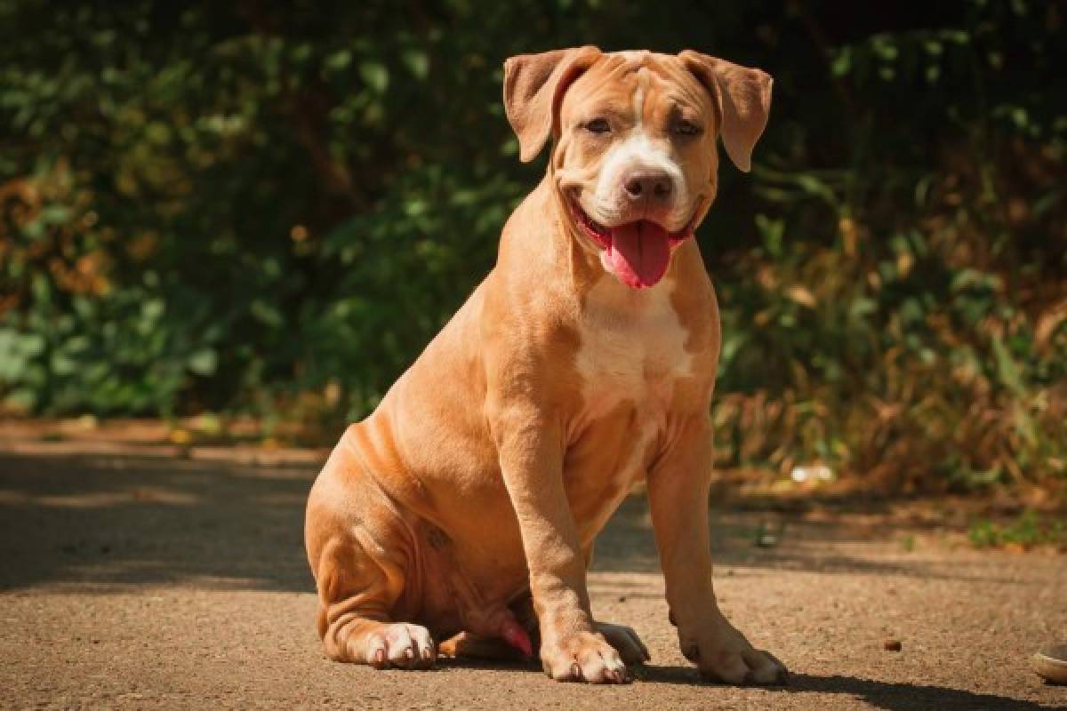 Pitbulls, colmilludo y juguetón amor canino