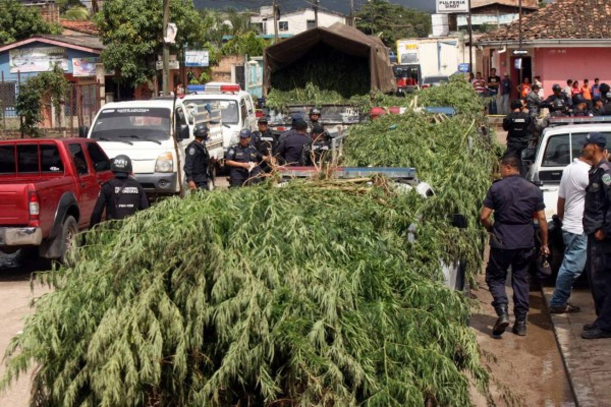 Hallan sembradío de marihuana en El Porvenir