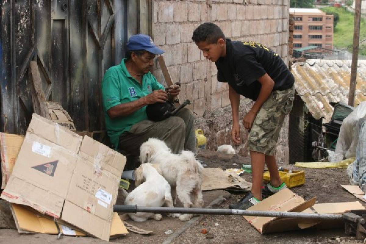 Construirán un albergue para los animales rescatados en la capital