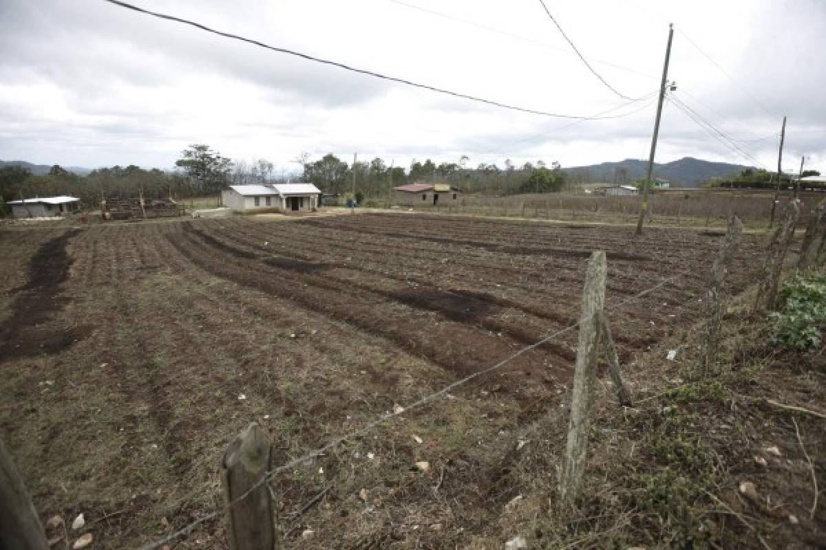 Al menos 50% de la producción se perdió por falta de lluvias en Lepaterique