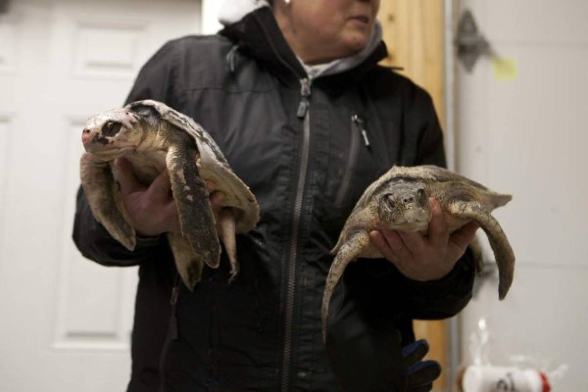 Miles de tortugas varadas en las costas estadounidenses