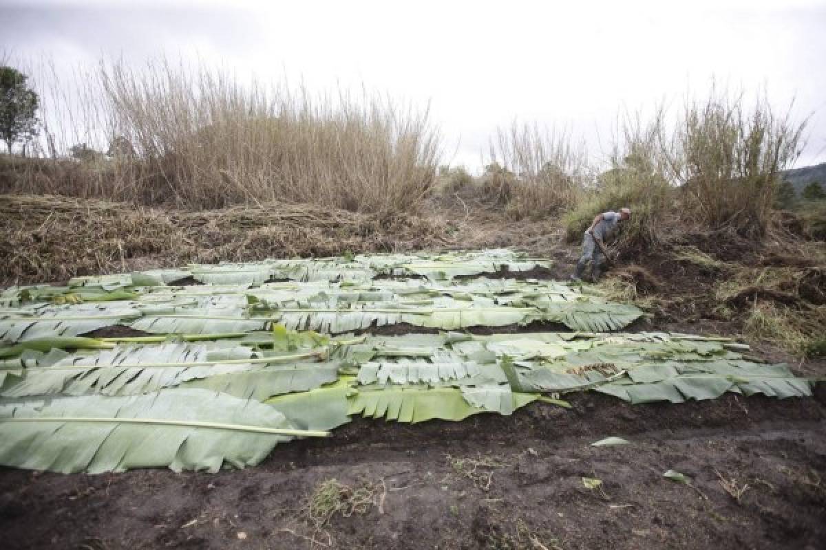 Al menos 50% de la producción se perdió por falta de lluvias en Lepaterique