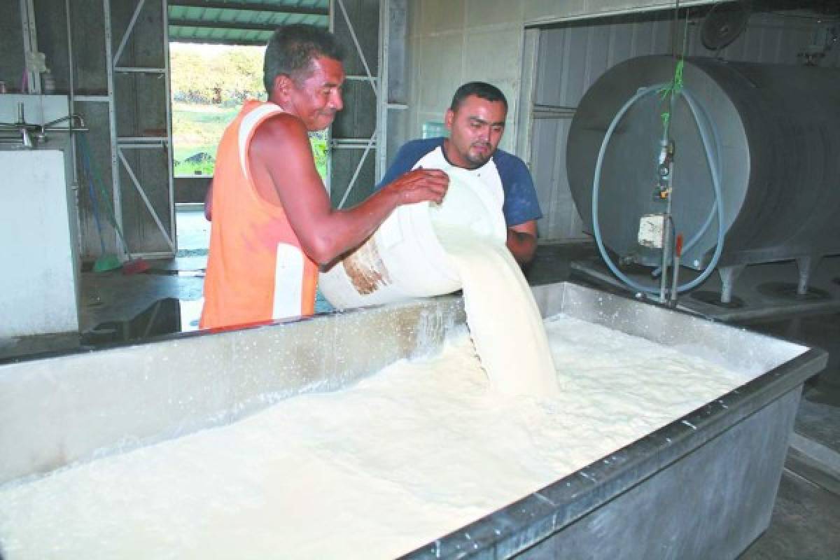 Honduras: Cámara Hondureña de la Leche buscan duplicar la producción a ocho litros diarios