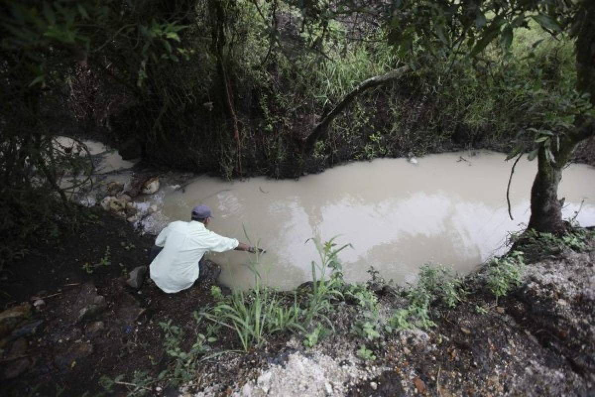 Al menos 50% de la producción se perdió por falta de lluvias en Lepaterique