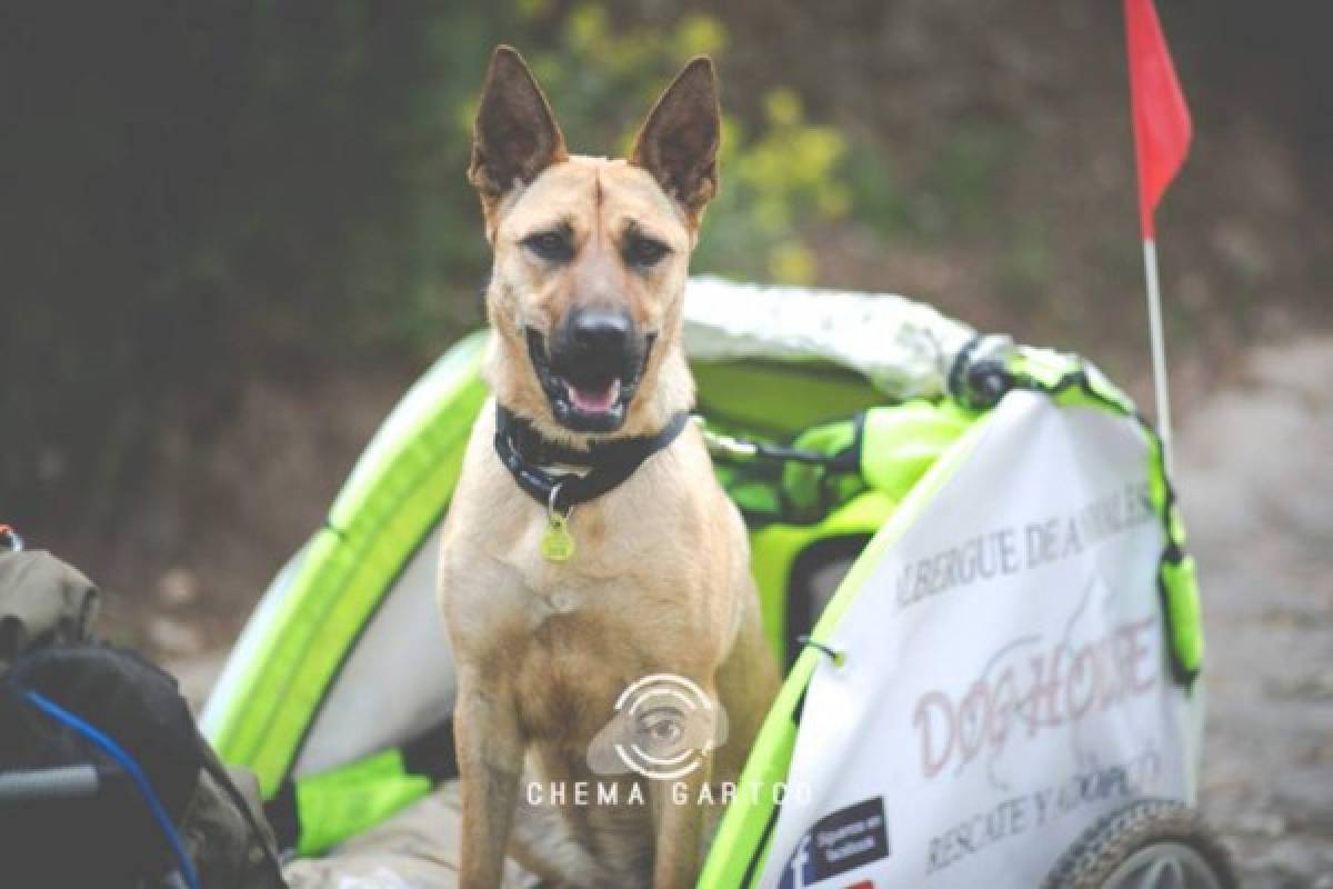 El video de la recuperació de un perro se volvió viral