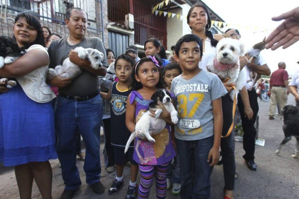 Protección animal, un clamor más allá de la coyuntura