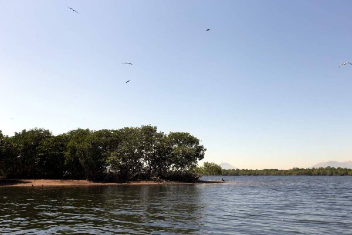 Honduras: El mangle, la joya natural más bella del Sur