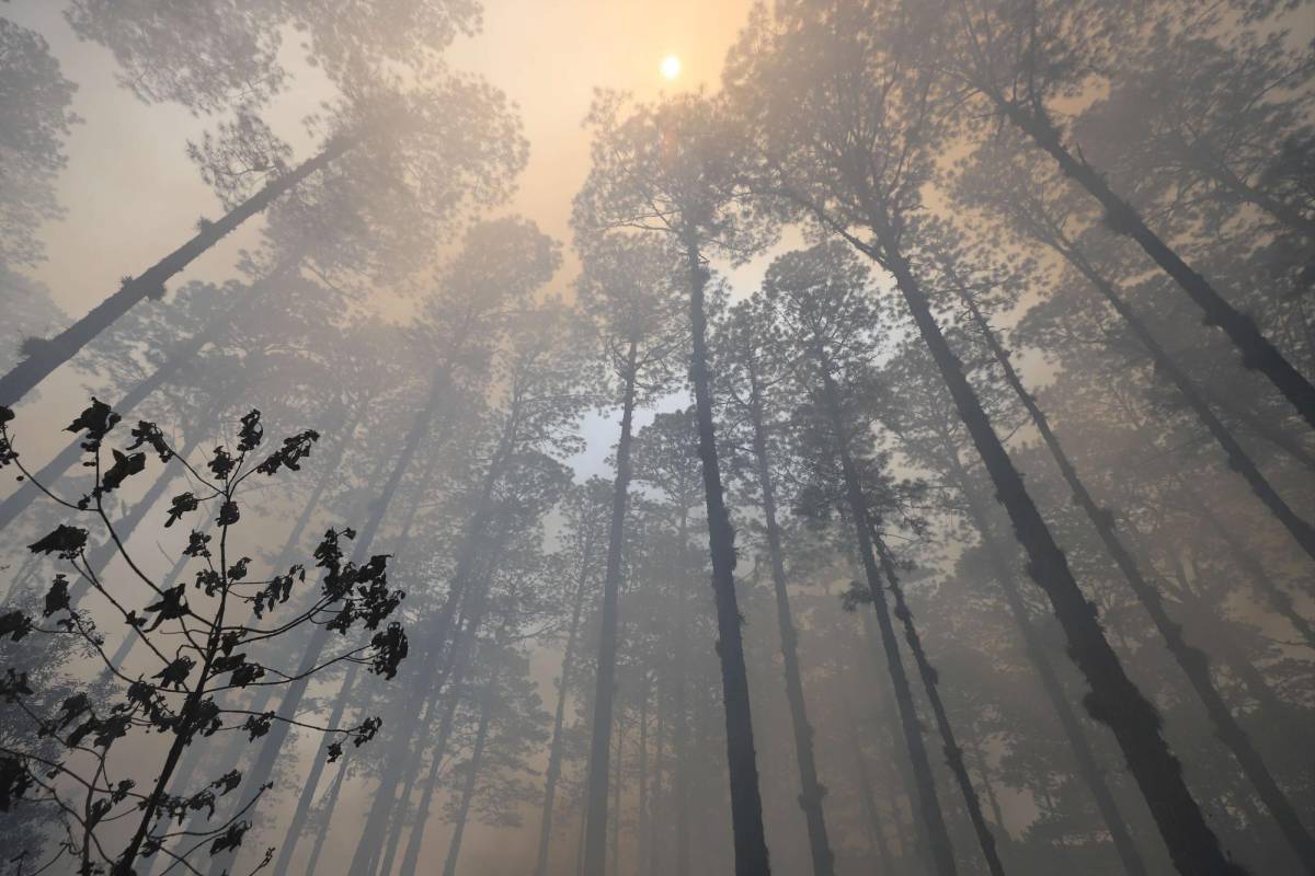 ¿Cuántas hectáreas de bosque dañó el incendio forestal en El Hatillo y La Tigra?