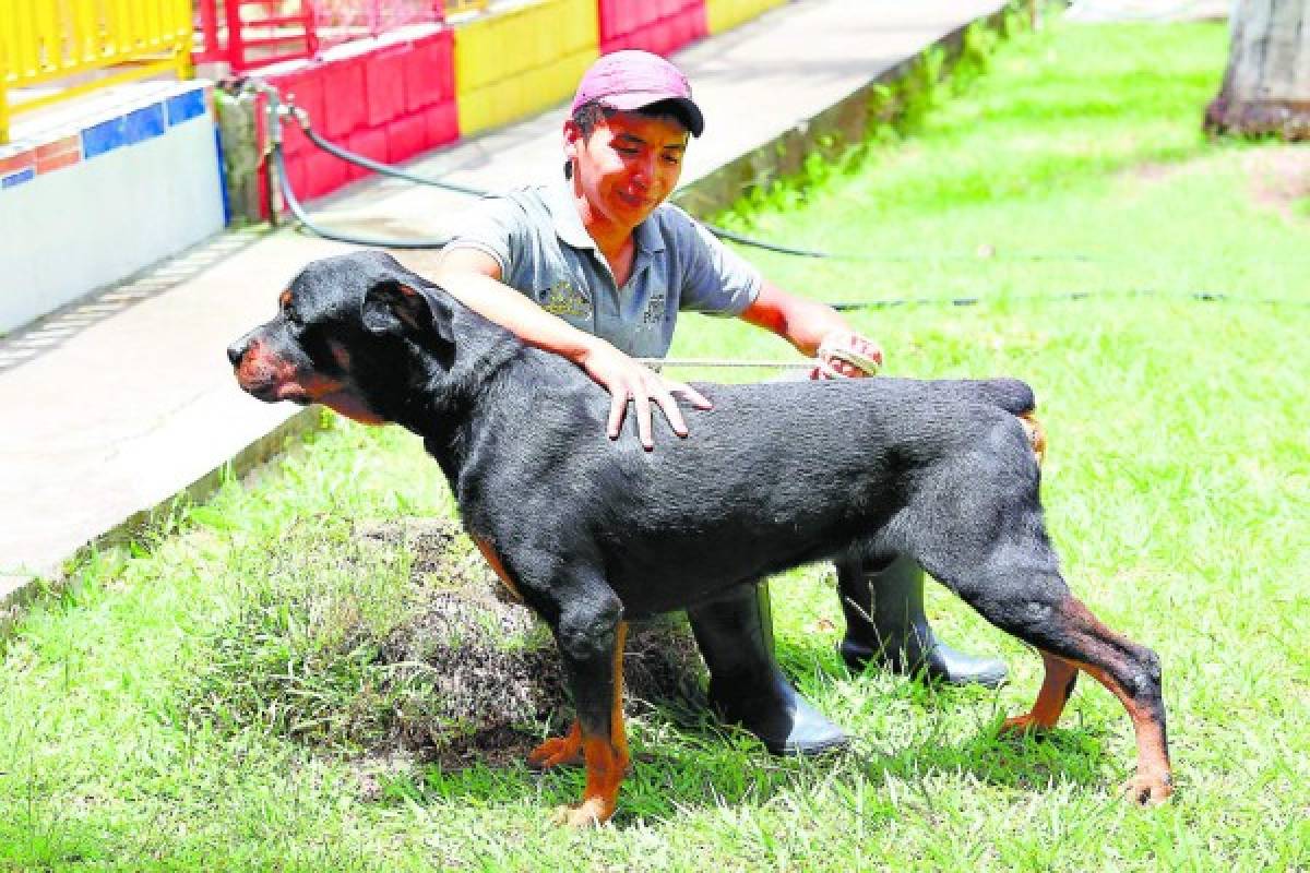 Agresividad en los perros tiene que ver con el entorno familiar