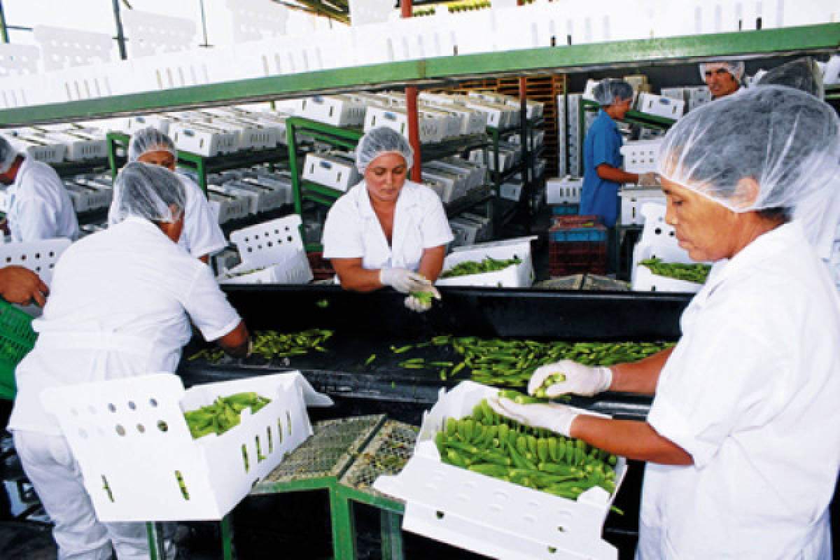 Zona sur aumenta exportación de okra hacia EE UU y Europa