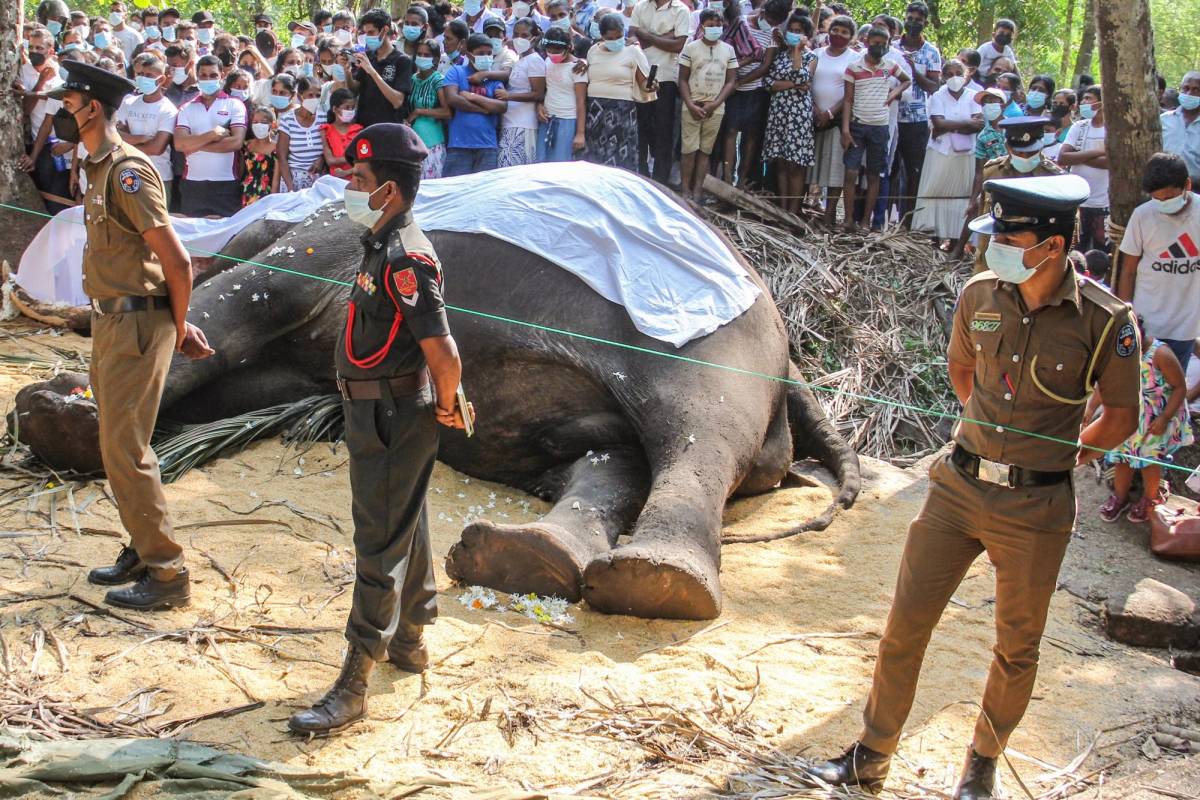 Muere Raja, el elefante más sagrado de Sri Lanka a los 68 años