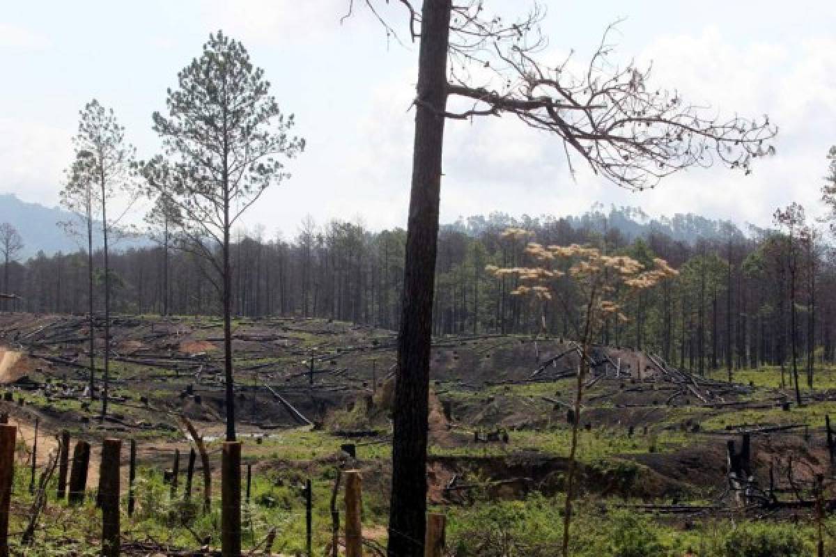 FAO: Agricultura comercial, principal causante de la deforestación en América Latina