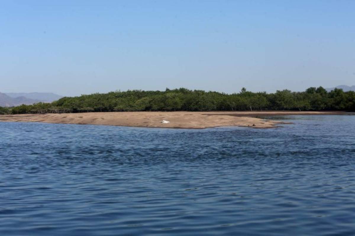 Honduras: El mangle, la joya natural más bella del Sur