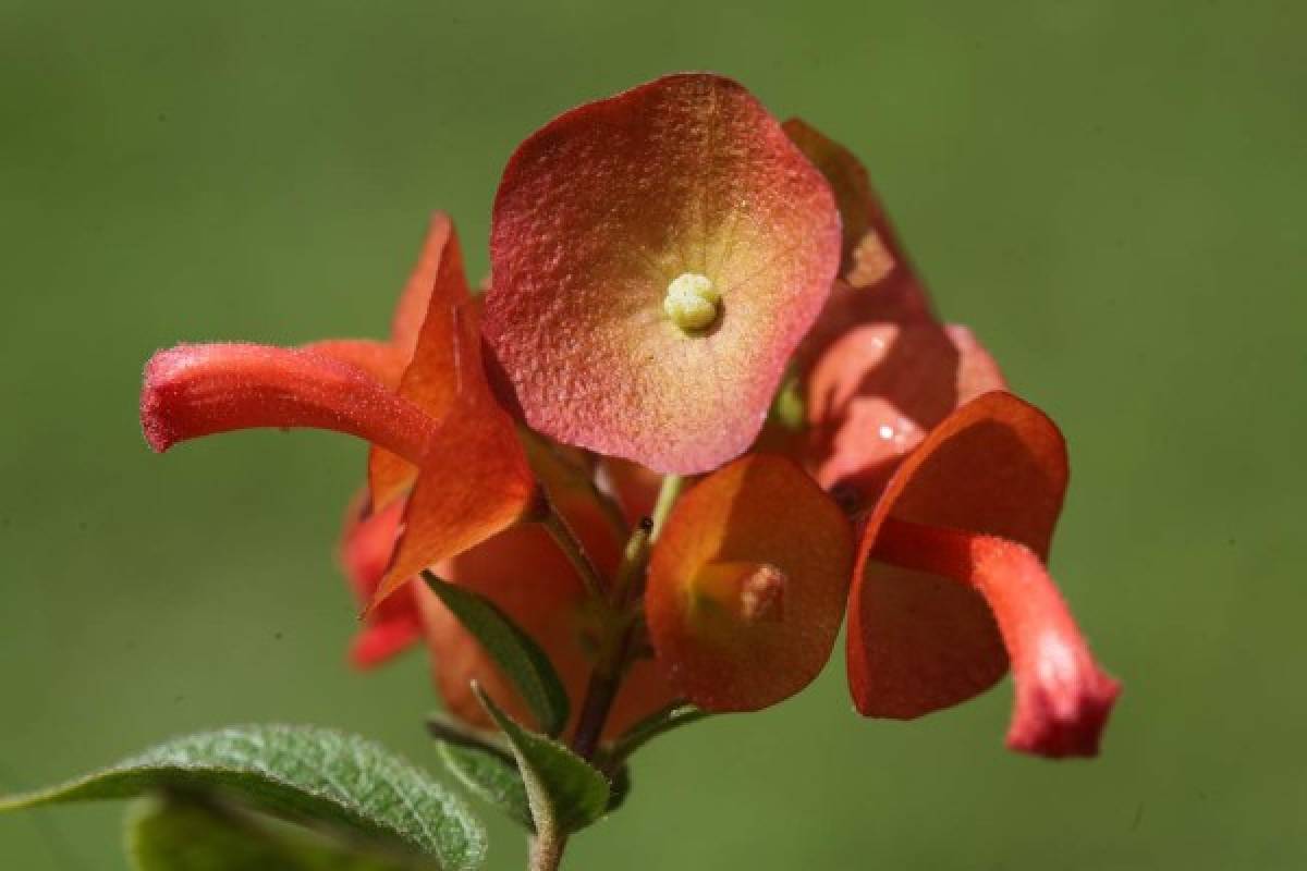 Cuidados para renovar el jardín