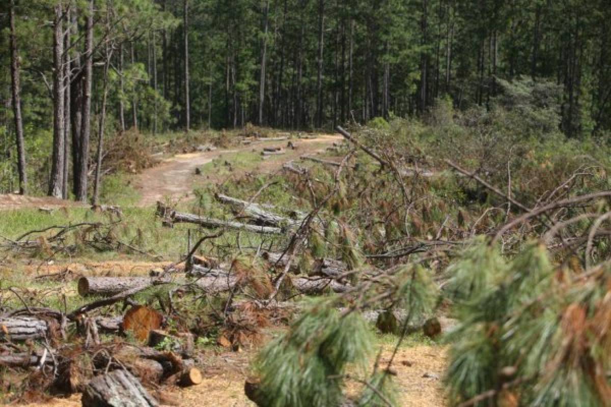 Madera dañada por el gorgojo fue desperdiciada