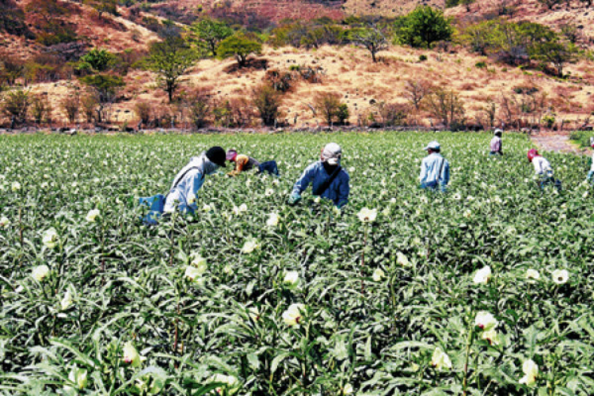 Zona sur aumenta exportación de okra hacia EE UU y Europa