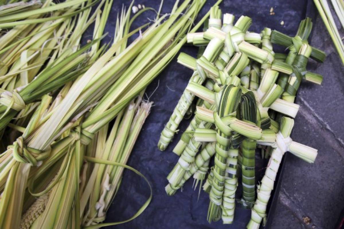 El verde esperanza de las benditas palmas de coyol reviste la capital