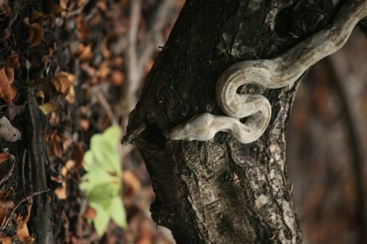 La boa rosada, cuyo nombre proviene de una ligera coloración rosa pálida que obtiene, aparentemente, por su dieta en las isla.