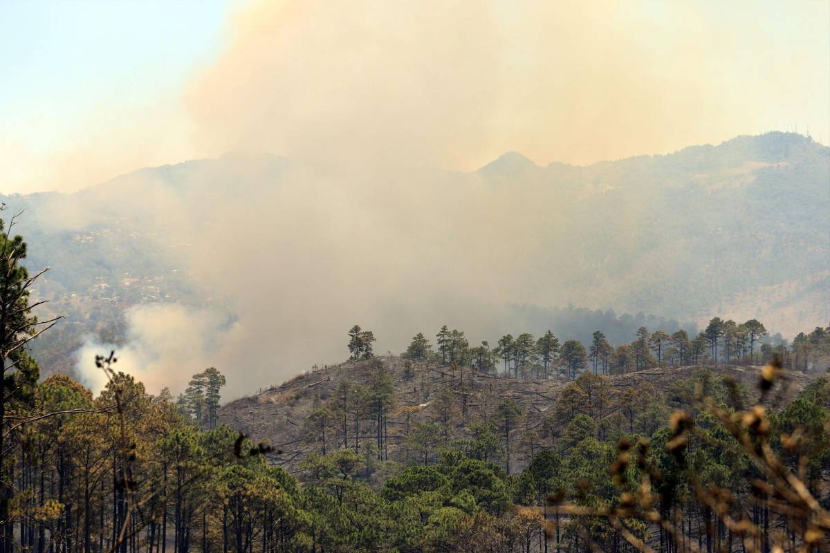 ¿Cuántas hectáreas de bosque dañó el incendio forestal en El Hatillo y La Tigra?