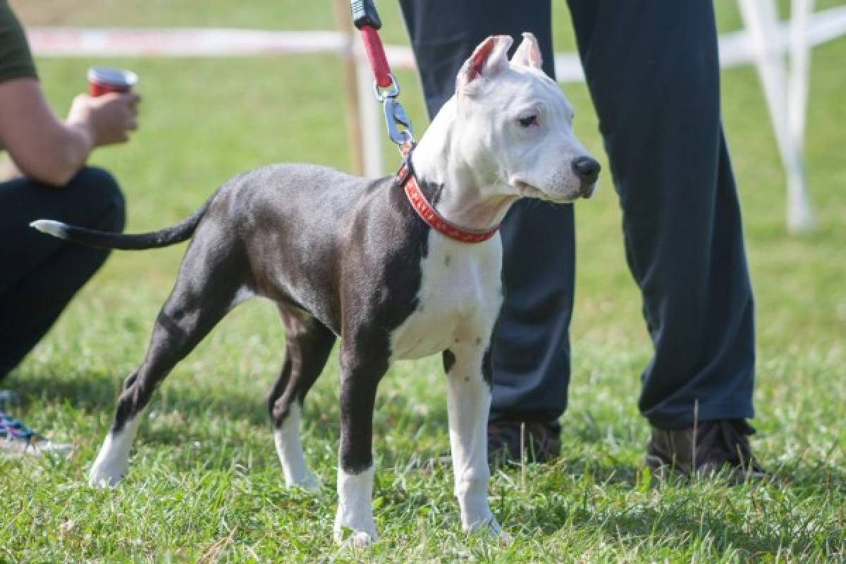 Pitbulls, colmilludo y juguetón amor canino