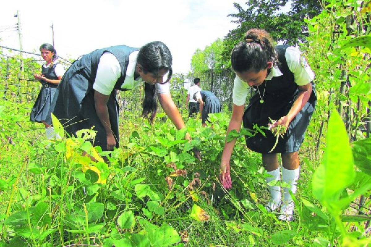 Huertos pedagógicos abastecen merienda escolar en Choluteca