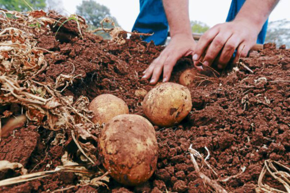 Estado abandonó a los pequeños productores