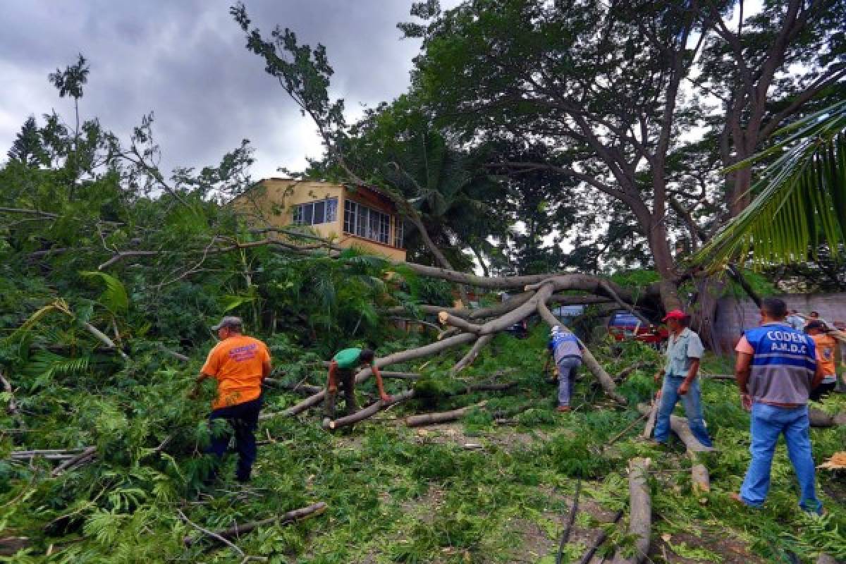 Caída de árbol daña autos y casas en Tegucigalpa