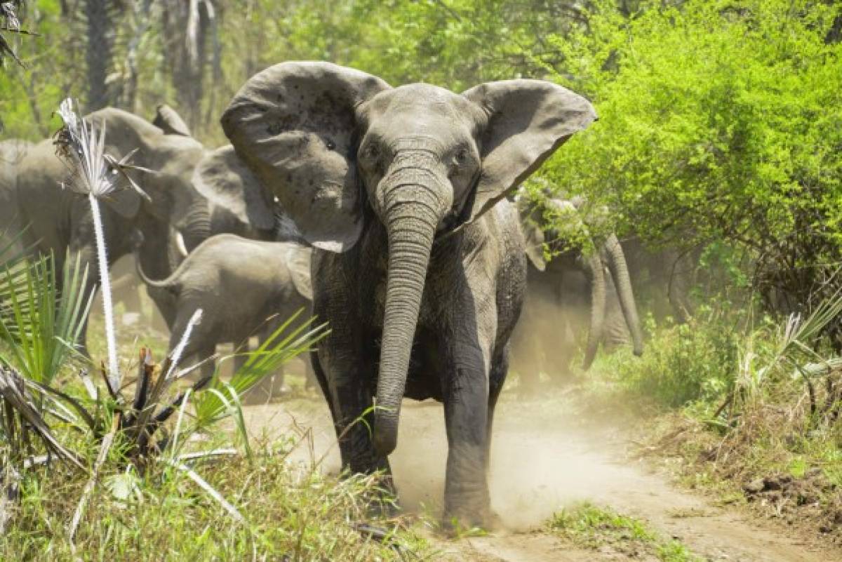 Famoso cazador sudafricano muere tras ser aplastado por un elefante