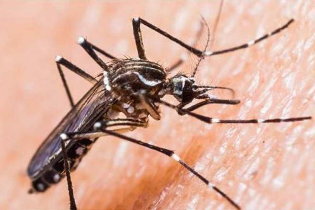 Honduras: Investigan una posible primera muerte por virus del zika  