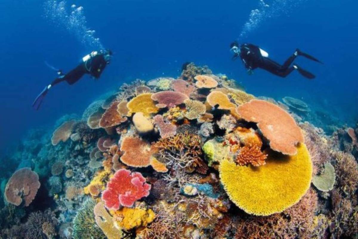 La Gran Barrera de Coral, más amenazada de lo que se pensaba