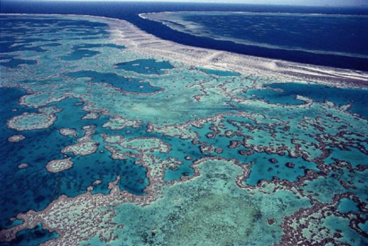 La Gran Barrera de Coral, más amenazada de lo que se pensaba