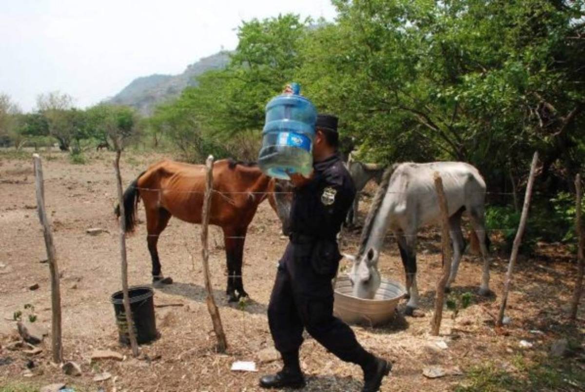 Foto: El Heraldo