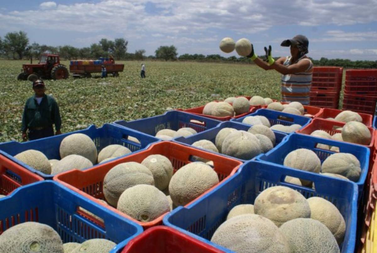 Melón, un producto de exportación y fuente de empleo con sello sureño