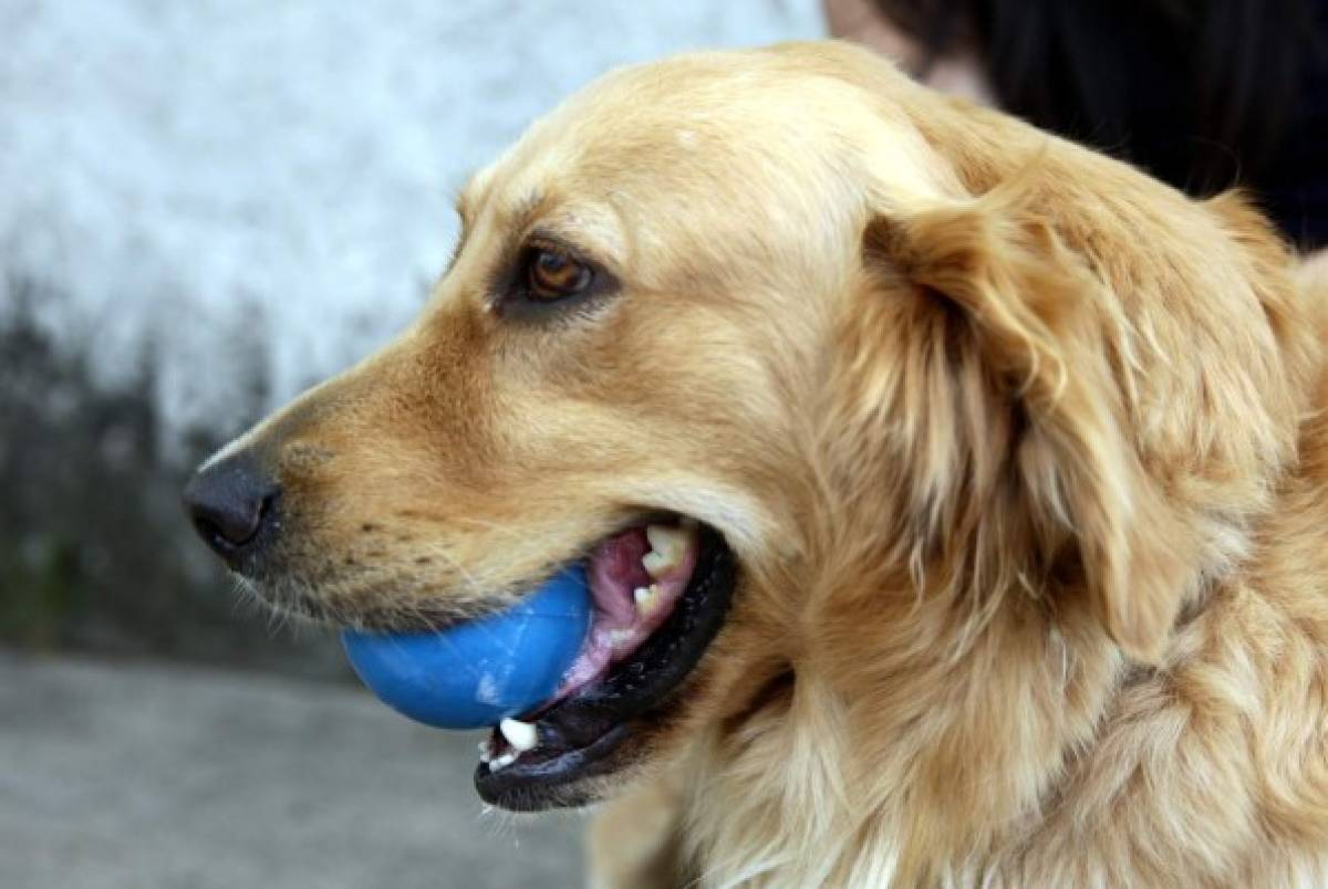 Rasgos únicos y especiales de los golden retriever