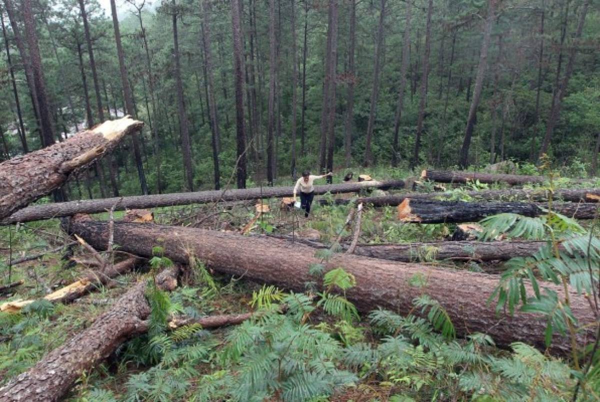 Gorgojo ataca con fuerza densa área de La Tigra