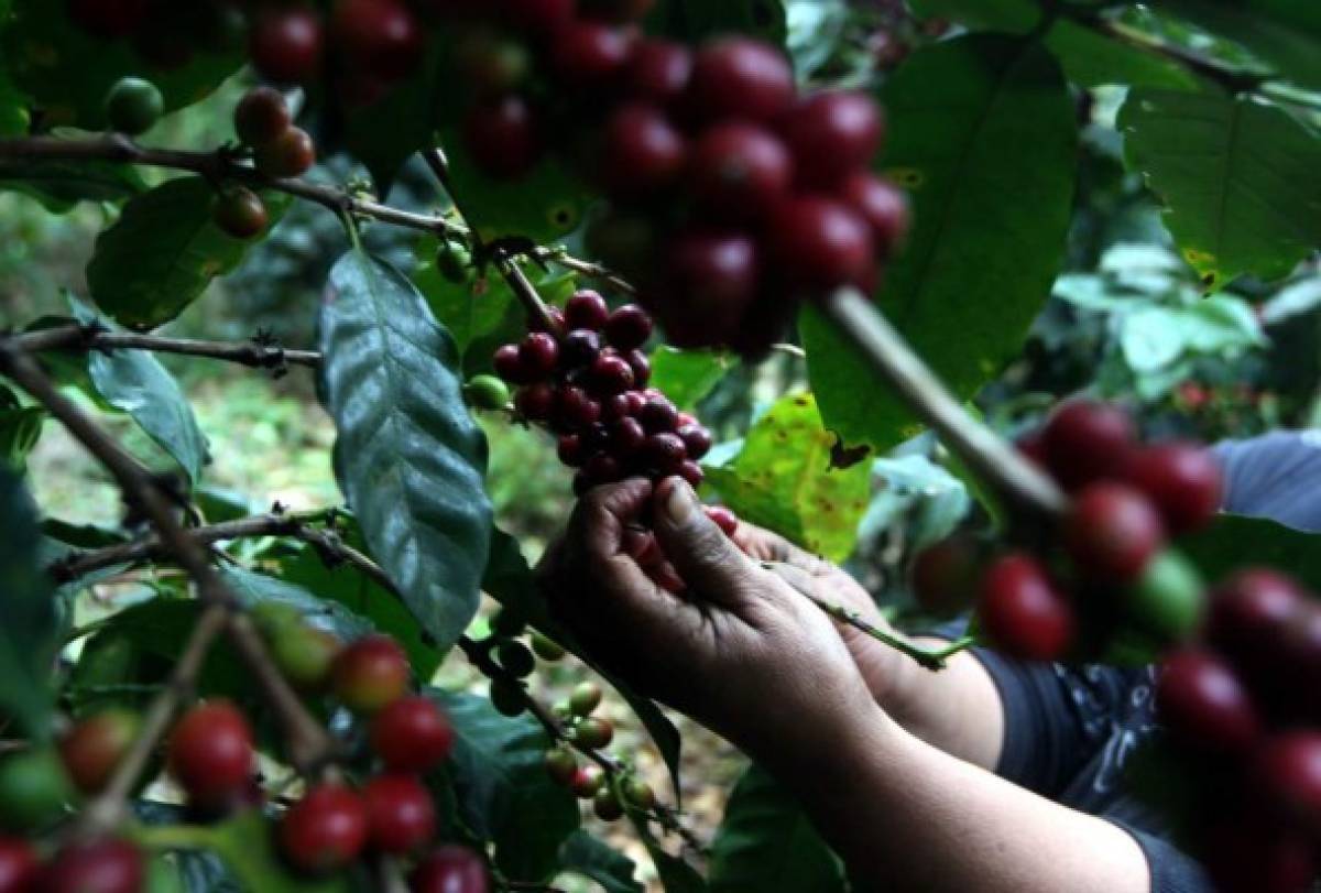 El precio internacional del café ha bajado 22.16 dólares