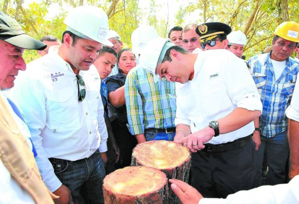 En marcha el plan para combatir el gorgojo de pino