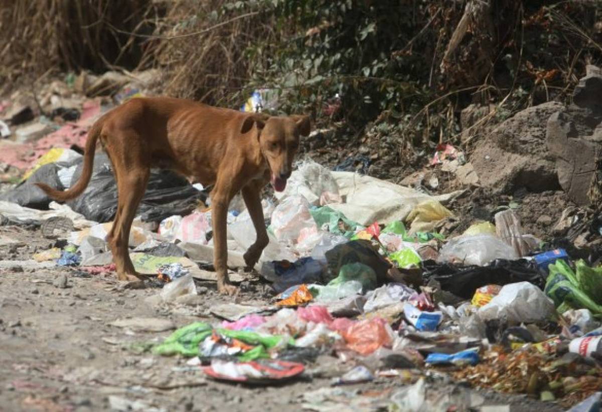 Protección animal, un clamor más allá de la coyuntura