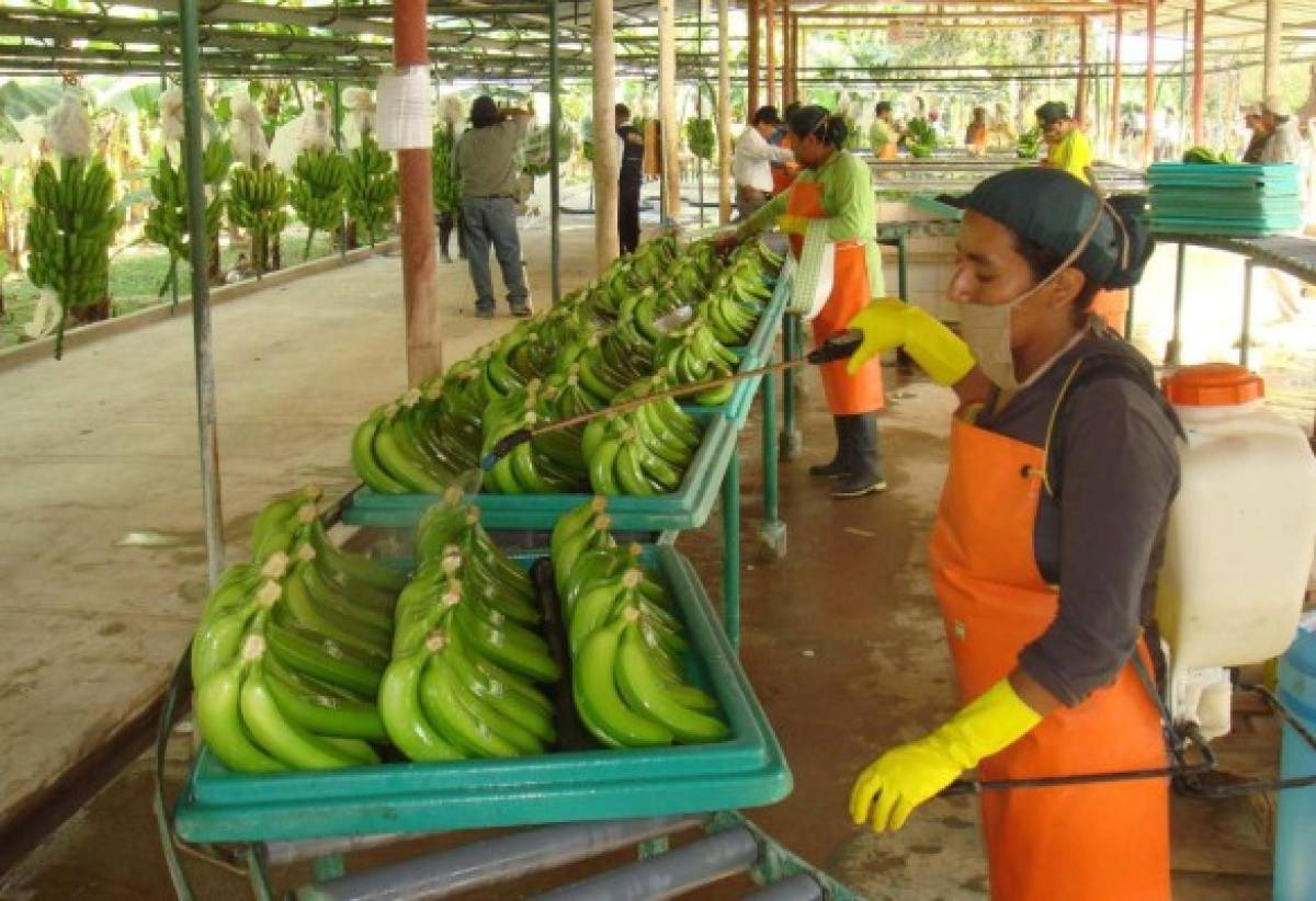 Centroamerica es el noveno exportador de frutas en el mundo