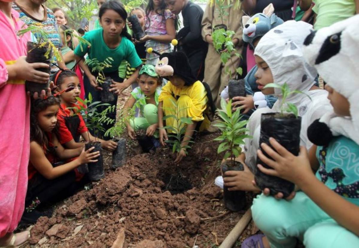 Reforestación en la 21 de octubre