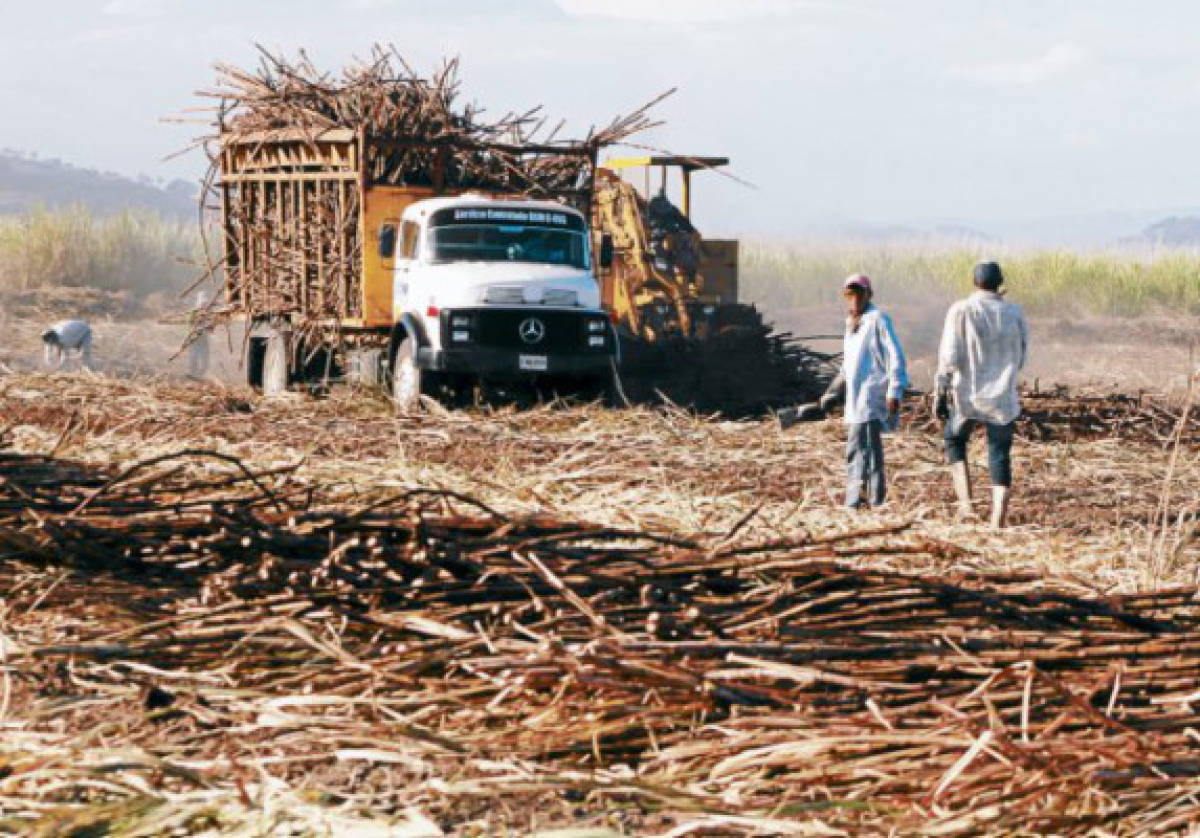 PrÃ³ximo lunes inicia zafra en el sur de Honduras