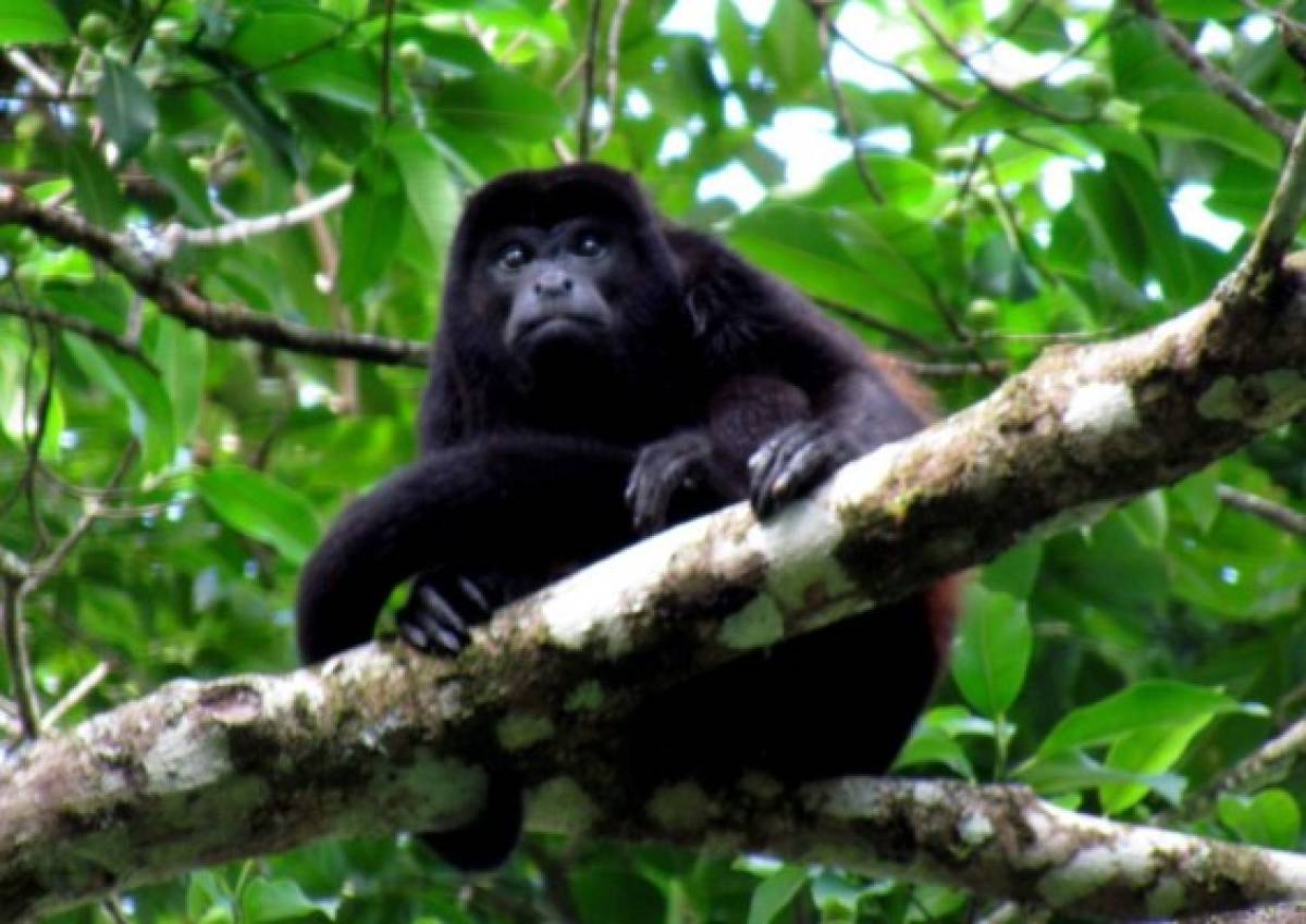 Ambientalistas socorren con agua y frutas a los monos congo en Nicaragua