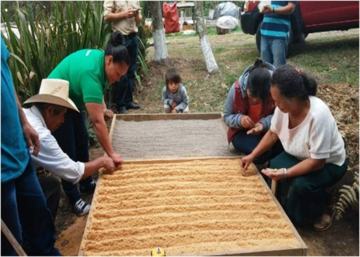 Cosecha de café crecerá en un 15% en Honduras